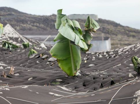 El SCE habilita una línea de ayudas para empresas comercializadoras del sector primario de La Palma