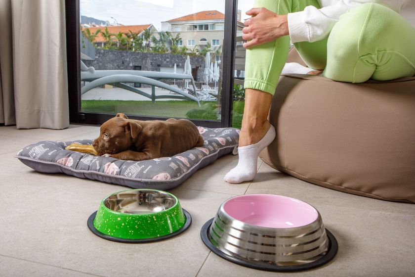 <strong>MYND Adeje honra su filosofía sostenible con su oferta ‘pet-friendly’</strong>