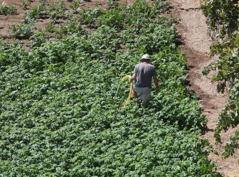 El PP exige medidas para garantizar la competitividad del cultivo de la papa en Tenerife