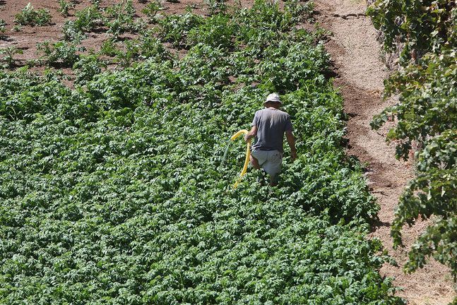 El PP exige medidas para garantizar la competitividad del cultivo de la papa en Tenerife