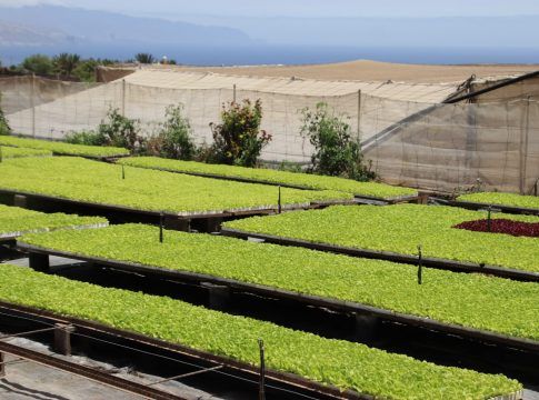 El Gobierno de Canarias convoca ayudas para fomentar la cooperación y la innovación en el sector agrícola