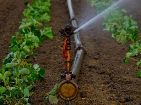 El Gobierno canario apoya con 3,2 millones las inversiones en materia de regadíos de iniciativa privada