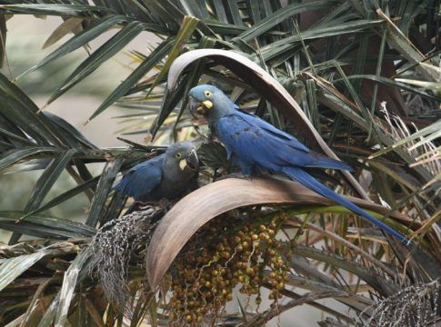 Loro Parque Fundación sella un nuevo hito en la reintroducción del guacamayo de Lear en Brasil