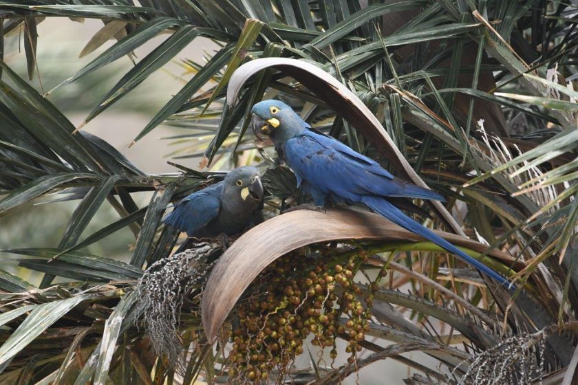 Loro Parque Fundación sella un nuevo hito en la reintroducción del guacamayo de Lear en Brasil