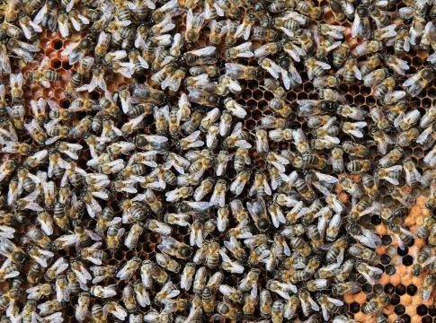 El Gobierno de Canarias respalda la producción y comercialización de los productos de la apicultura