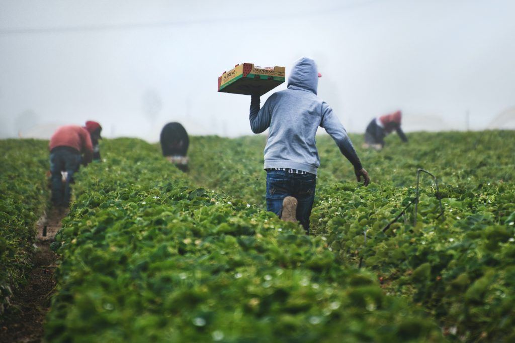 La contratación en agricultura en Canarias creció un 14,3% durante el primer semestre, el mayor incremento de España