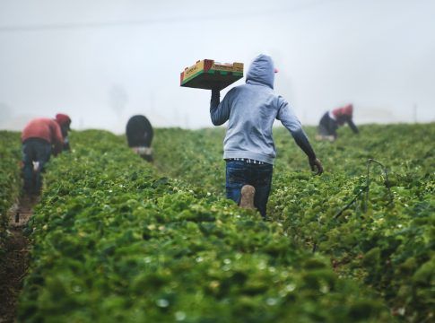 La contratación en agricultura en Canarias creció un 14,3% durante el primer semestre, el mayor incremento de España