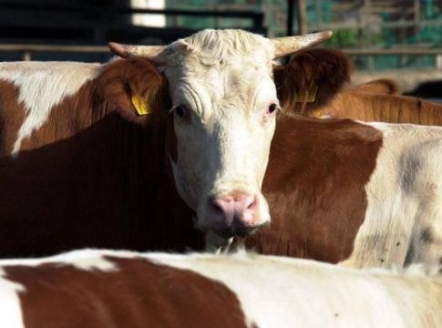 La ganadería grancanaria genera el 0,2% del PIB, 45 millones de euros