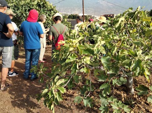 El ICIA fomenta la conservación de las higueras como cultivo con un alto potencial productivo