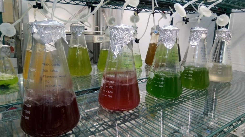 Microalgas de Canarias para uso en alimentos y piensos por su alto valor nutricional, el innovador estudio de investigadores isleños