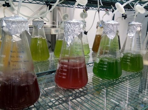 Microalgas de Canarias para uso en alimentos y piensos por su alto valor nutricional, el innovador estudio de investigadores isleños