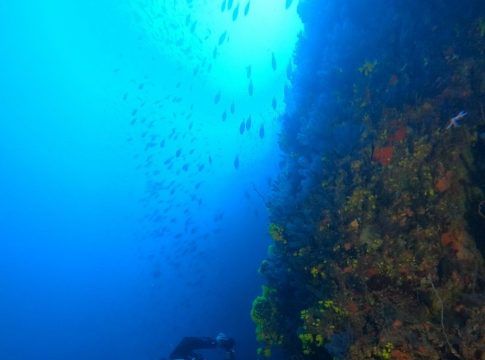 <strong>ECOAQUA se adentra en las aguas de Cabo Verde con el proyecto internacional DISCOVER, que pretende encontrar y describir “nuevas especies” de invertebrados marinos</strong>