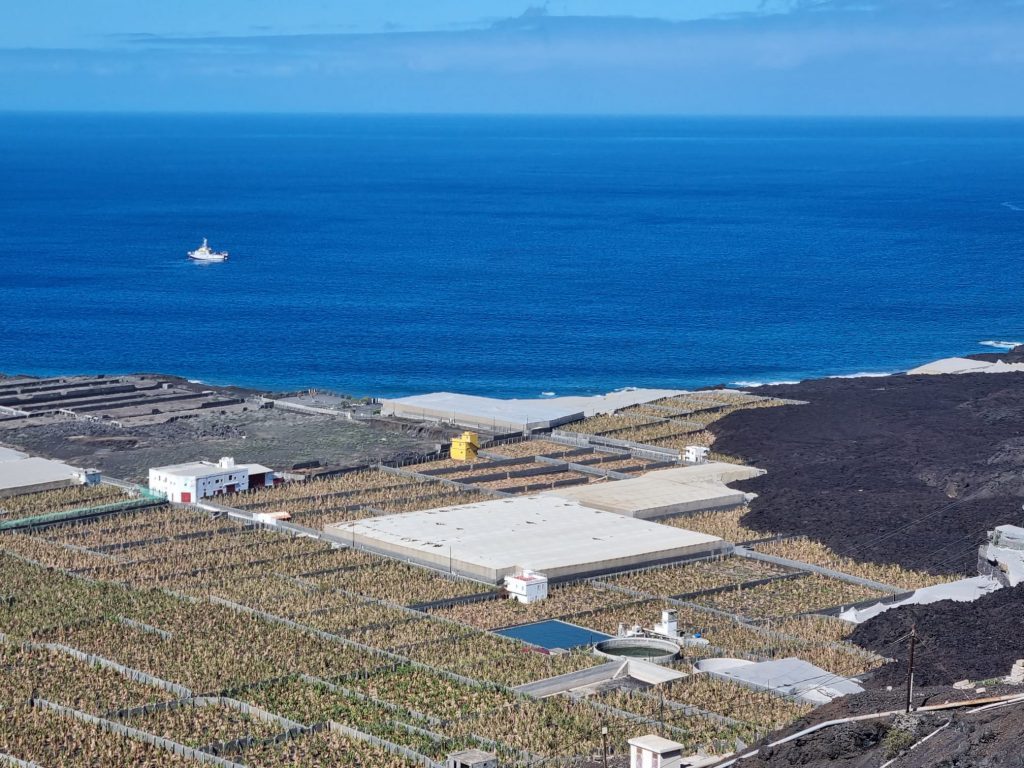 El Gobierno abona un tercer anticipo de 1,8 millones para contribuir a la recuperación del plátano en La Palma