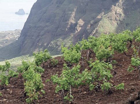 Carmelo Padrón: “La gente quiere conocer, no solo el vino, sino también dónde, cómo y quién lo elabora”