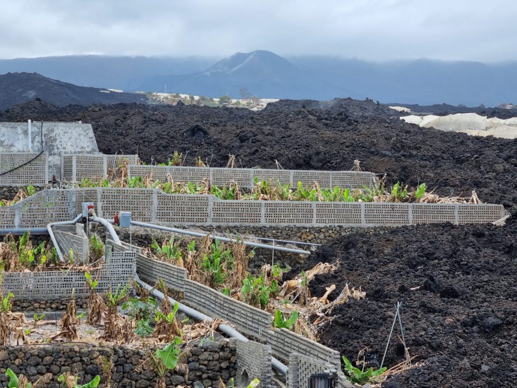 El Gobierno de Canarias convoca la ayuda a los productores de plátano con Indicación Geográfica Protegida