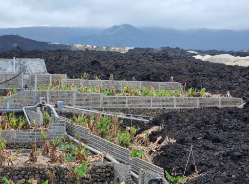 El Gobierno de Canarias convoca la ayuda a los productores de plátano con Indicación Geográfica Protegida
