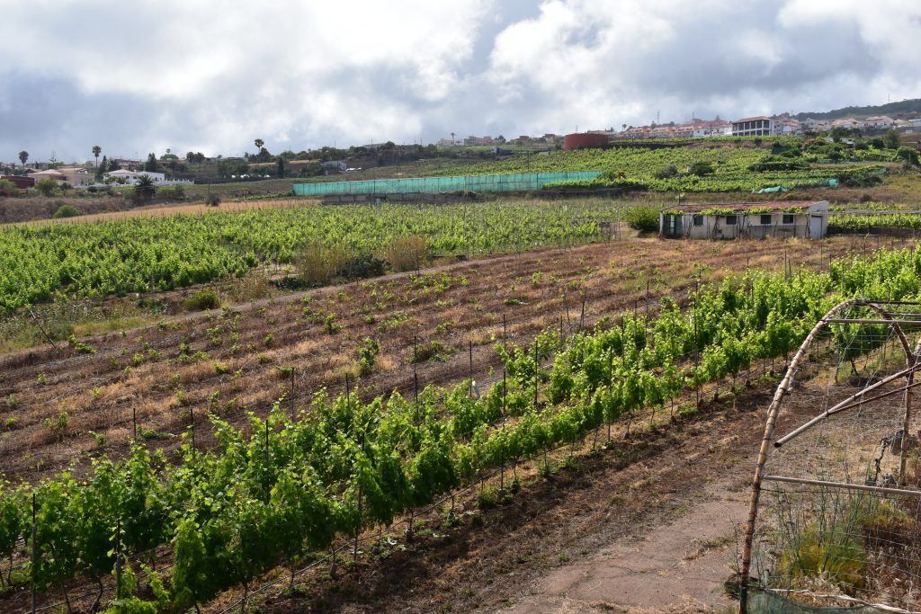 El ICCA impulsa la sostenibilidad y la innovación en el sector vitivinícola