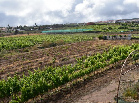 El ICCA impulsa la sostenibilidad y la innovación en el sector vitivinícola
