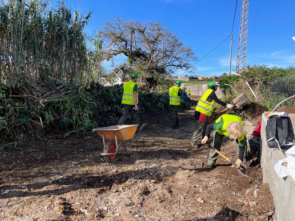 a Laguna limpia decenas de barrancos para reducir los riesgos por lluvias e incendios y eliminar basura y especies invasoras