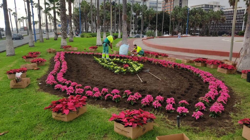 El Ayuntamiento de Las Palmas de Gran Canaria planta 26.610 flores de Pascua para decorar las calles de los cinco distritos del municipio capitalino