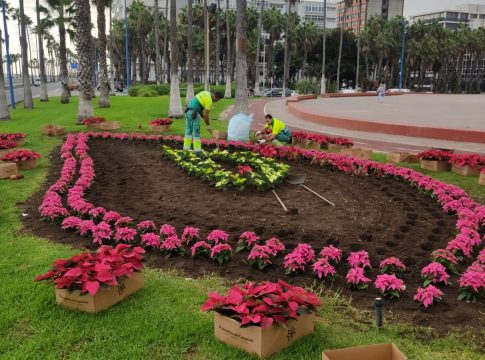 El Ayuntamiento de Las Palmas de Gran Canaria planta 26.610 flores de Pascua para decorar las calles de los cinco distritos del municipio capitalino