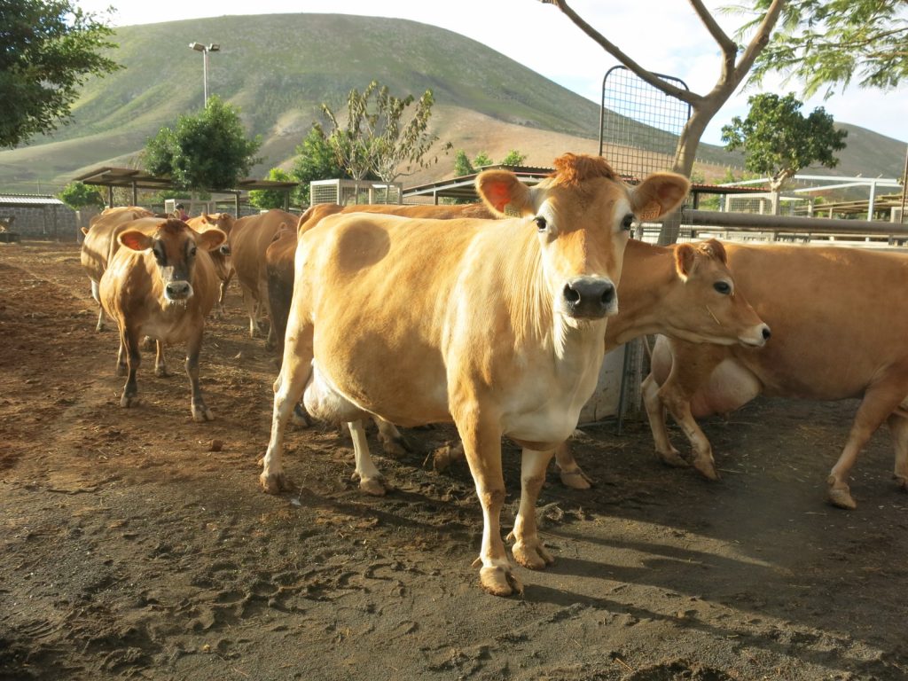 El Gobierno de Canarias convoca ayudas dirigidas al consumo humano de carne fresca y a la producción local
