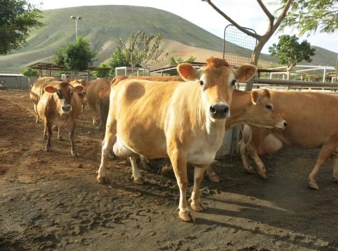 El Gobierno de Canarias convoca ayudas dirigidas al consumo humano de carne fresca y a la producción local