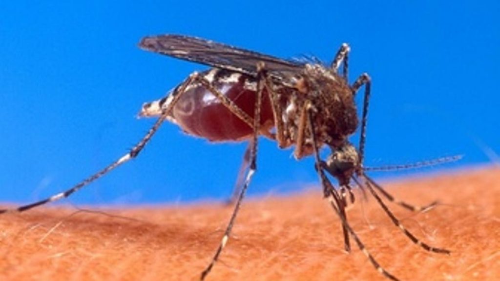 Localizado un mosquito 'Aedes aegypti', transmisor de enfermedades víricas, en el puerto de Santa Cruz de Tenerife