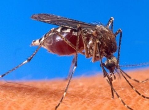 Localizado un mosquito 'Aedes aegypti', transmisor de enfermedades víricas, en el puerto de Santa Cruz de Tenerife