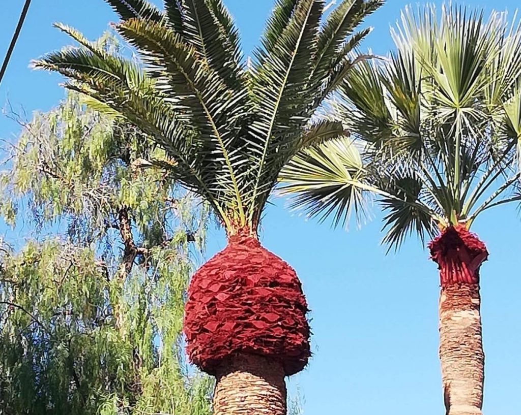 Preocupante situación de las palmeras canarias ante la recurrencia de podas extremas