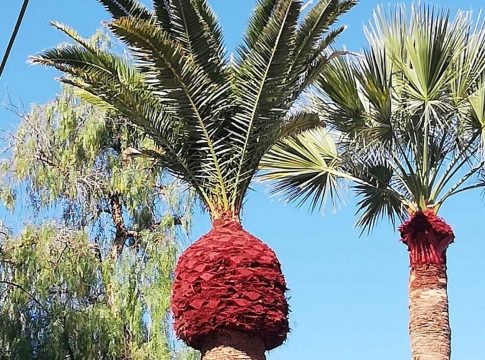 Preocupante situación de las palmeras canarias ante la recurrencia de podas extremas
