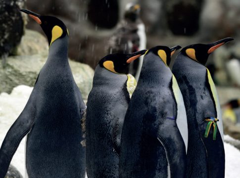 Loro Parque da la bienvenida al nuevo año con 12 nuevas crías de pingüino