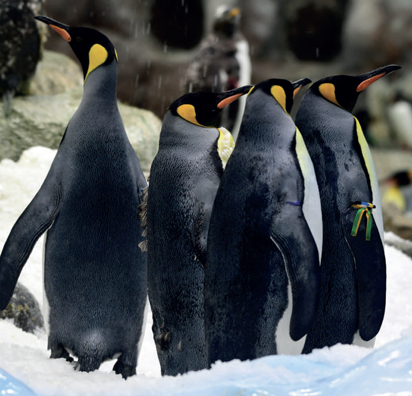 Loro Parque da la bienvenida al nuevo año con 12 nuevas crías de pingüino