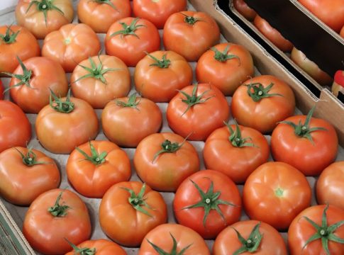 El Gobierno canario incrementa las ayudas a los productores de tomate de invierno