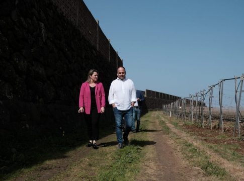 Canarias pone en marcha un proyecto de saneamiento de viñas frente a los efectos del cambio climático