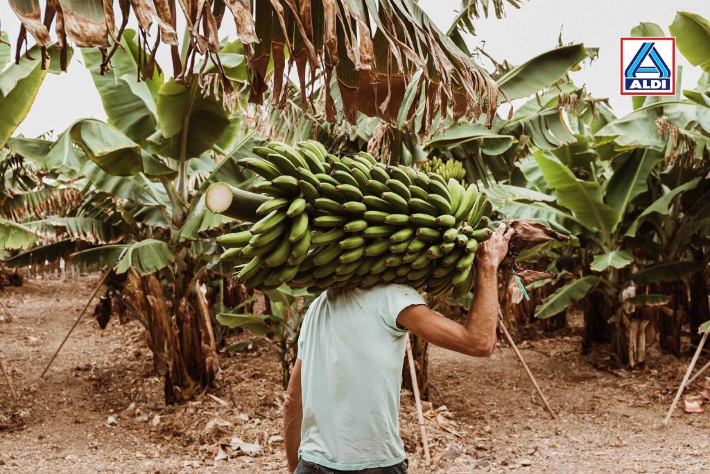 <strong>ALDI visibiliza las prácticas del cultivo del plátano de Canarias como referencia en sostenibilidad</strong>
