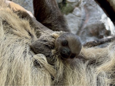 Loro Parque celebra el nacimiento de una nueva cría de perezoso