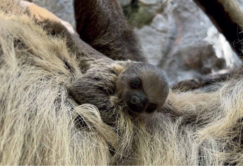 Loro Parque celebra el nacimiento de una nueva cría de perezoso