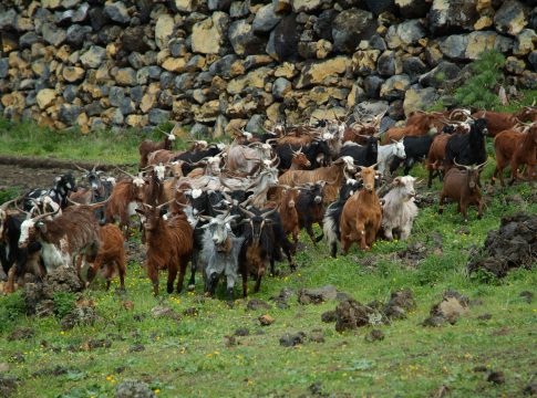 Cerca de mil ganaderías afectadas por el incremento de los insumos acceden a la ayuda de 8,5 millones del Gobierno