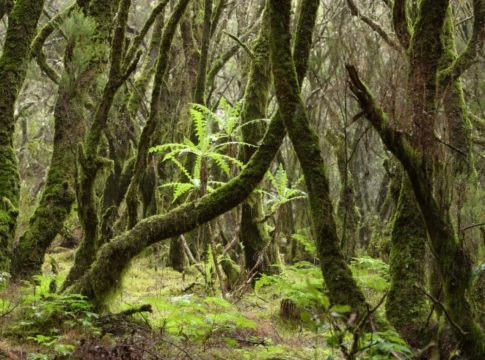 Las áreas de influencia socioeconómica de los parques nacionales canarios recibirán cerca de un millón de euros