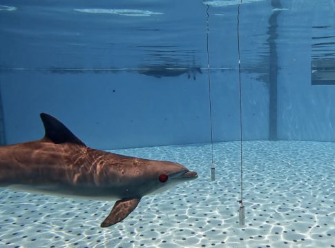 Loro Parque descubre que los delfines distinguen objetos que se diferencian en el grosor de un pelo