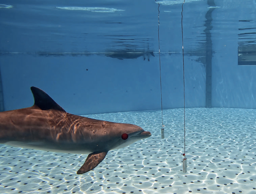 Loro Parque descubre que los delfines distinguen objetos que se diferencian en el grosor de un pelo