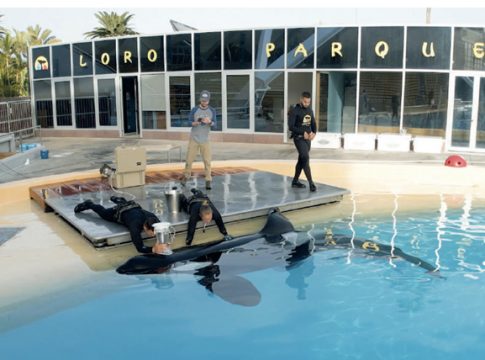 Científicos internacionales estudian en Loro Parque el consumo de oxígeno de las orcas