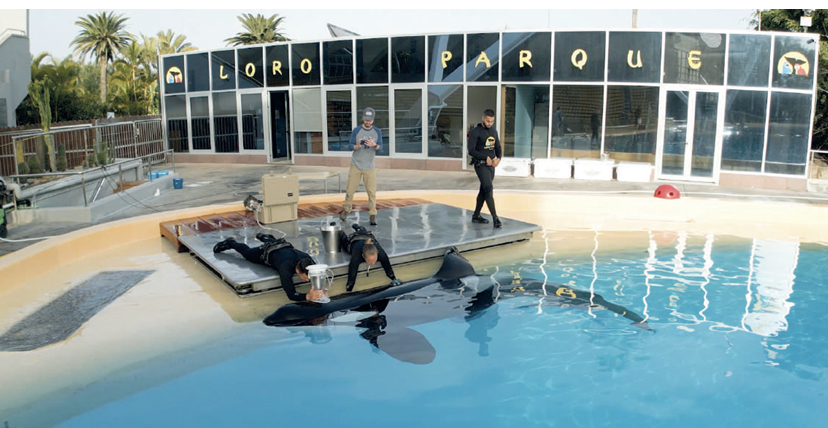 Científicos internacionales estudian en Loro Parque el consumo de oxígeno de las orcas