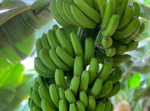 El Gobierno canario abona 70 millones a más de 7.500 productores de plátano IGP
