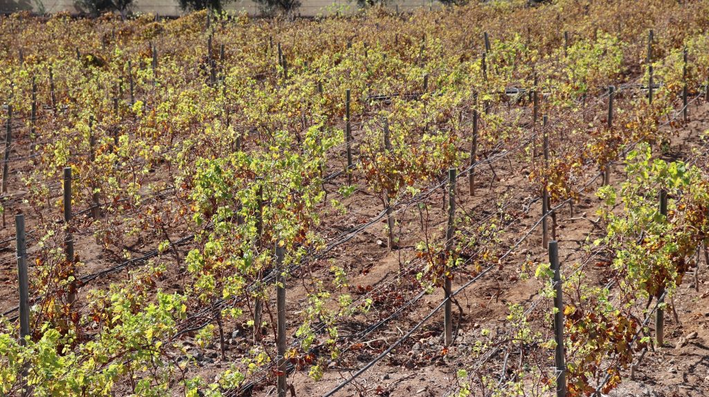 El Gobierno de Canarias respalda la producción de vinos con DOP