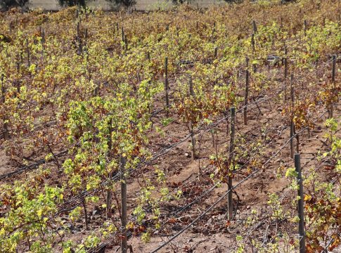 El Gobierno de Canarias respalda la producción de vinos con DOP