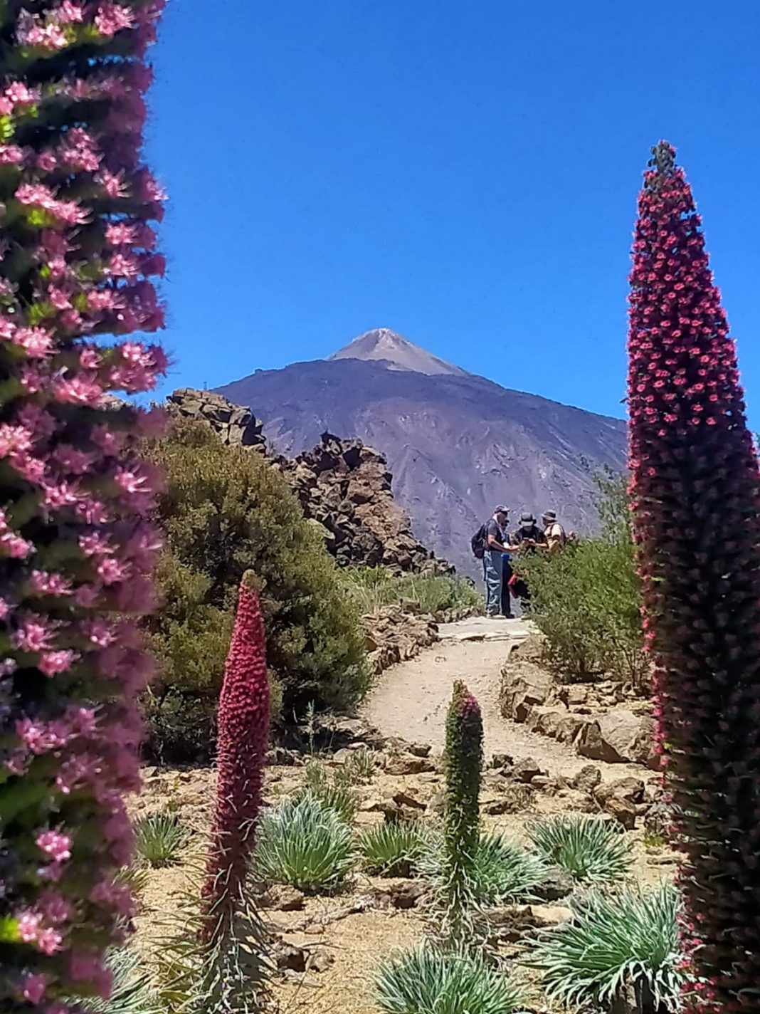Un total de 55 senderistas participan de la cuarta ruta del programa "Patean2023" con la que disfrutaron del Parque Nacional del Teide
