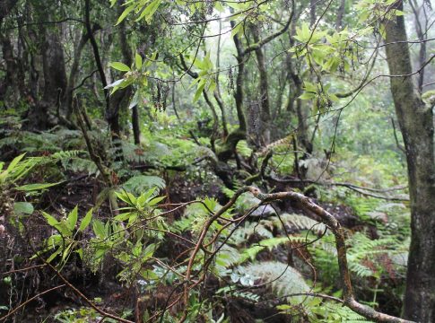 CaixaBank y la Fundación La Caja de Canarias apoyan tres proyectos medioambientales en Canarias