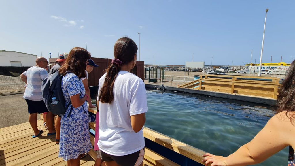 El Centro de Recuperación y Conservación de Tortugas Marinas de Fuerteventura recuerda su nuevo horario de apertura al público